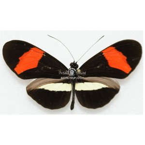 HELICONIUS ERATO FAVORINUS